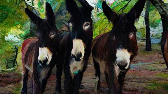 Urgent - sauver ânes / save donkeys