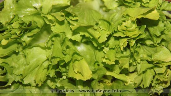 Une Scarole de Compétition