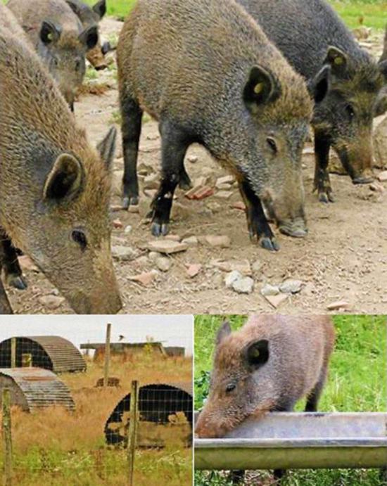 L'Association d'Insertion Trajet élève des Sangliers pour les Chasseurs