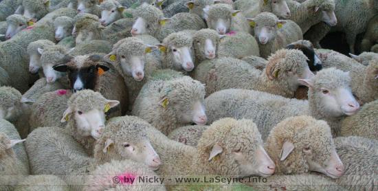 15 Moutons inscrits à l'Ecole de Crêts-en-Belledonne pour éviter une Fermeture de Classe