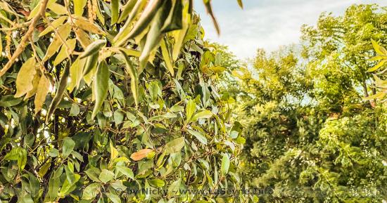 Alerte Incendie Niveau Rouge le Jeudi 07 Juillet 2022: Fermeture des Massifs forestiers