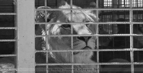 Cirques d'Animaux sauvages en Paca: Les Villes qui les ont interdits