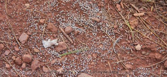 Tirs de Régulation du Sanglier au Massif du Cap Sicié, le 19 Novembre 2019