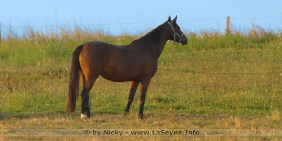 #Coronavirus #Covid19: Les Propriétaires de Chevaux peuvent se rendre dans les Centres équestres pour contribuer à nourrir leur Animal