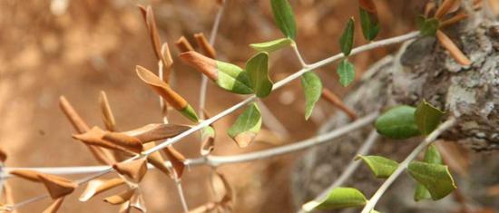 Communiqué de la DRAAF PACA: un nouveau foyer de Xylella Fastidiosa dans le Var