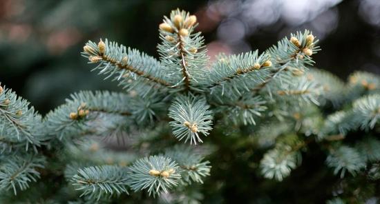 Recyclage de Sapins de Noël jusqu'au 26 Janvier 2022