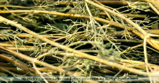 Collectes et Broyages de vos Déchets verts, les Samedis jusqu’au 09/12/2023