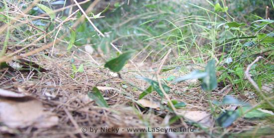 PRÉVENTION: L’Accès aux Massifs forestiers du Var est interdit à compter du 08 Juin 2022 à 12h00 et toute la Journée du