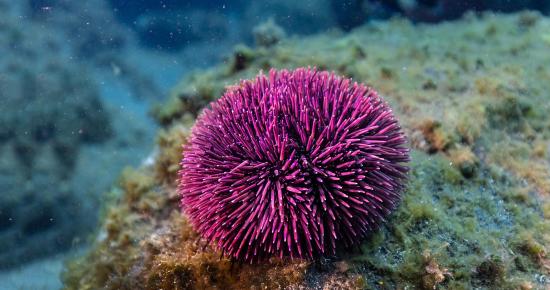 La Pêche des Oursins dans le Var et les Alpes-Maritimes est repoussée au 1er Décembre 2021