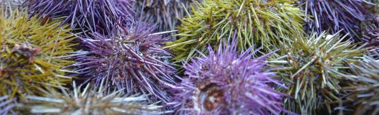 Report de la Date d’Ouverture de la Pêche aux Oursins 2018 dans le Var