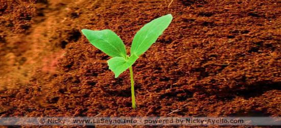 Des Sacs de Composts sont à votre Disposition