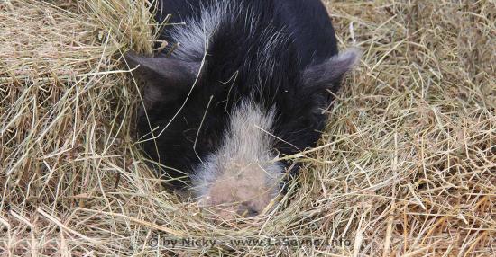 #Coronavirus #Covid19: Le Déplacements pour l'Adoption d'Animaux en Refuge est autorisé