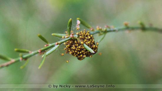 Qu'est-ce que c'est ?.. Photo du 04/05/2019