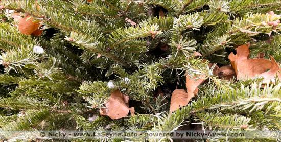 La Seyne-sur-Mer: Collecte de Sapins de Noël du 26/12/2023 au 26/01/2024