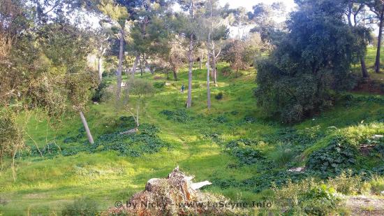 La Nature à repris ses Droits au Bois Sacré à La Seyne La Nature à repris ses Droits au Bois Sacré à La Seyne