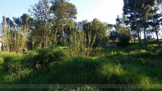 La Nature à repris ses Droits au Bois Sacré à La Seyne La Nature à repris ses Droits au Bois Sacré à La Seyne