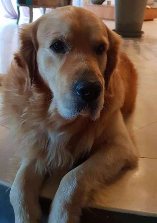 URGENT A ADOPTER : Marius, golden retriever de 3 ans sur La Crau (83) URGENT A ADOPTER : Marius, golden retriever de 3 ans sur La Crau (83)