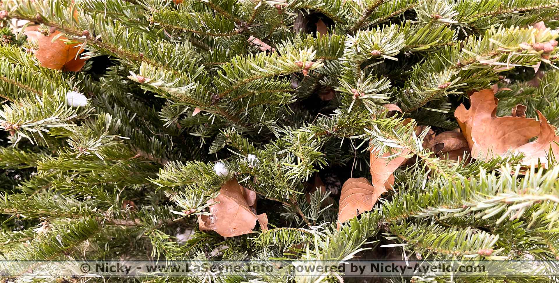 La Seyne-sur-Mer: Collecte de Sapins de Noël&nbsp;du 26/12/2023 au 26/01/2024 -